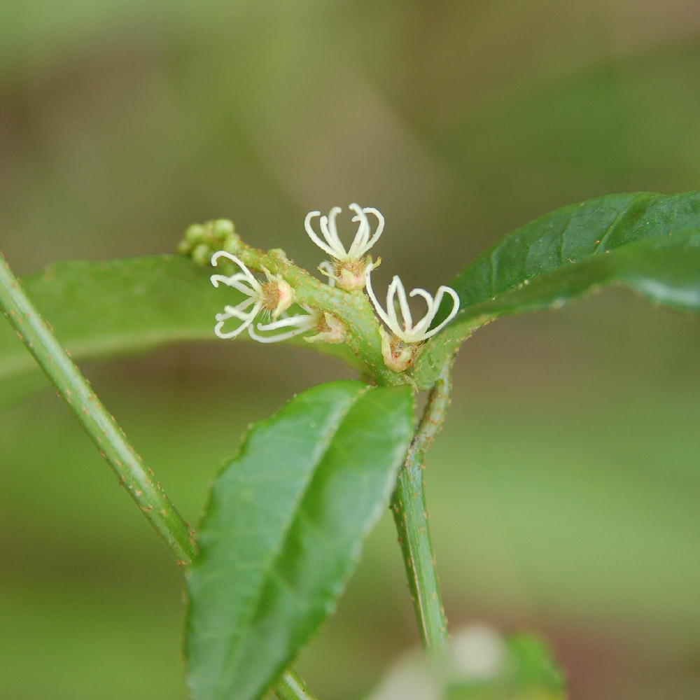 Croton lucidus