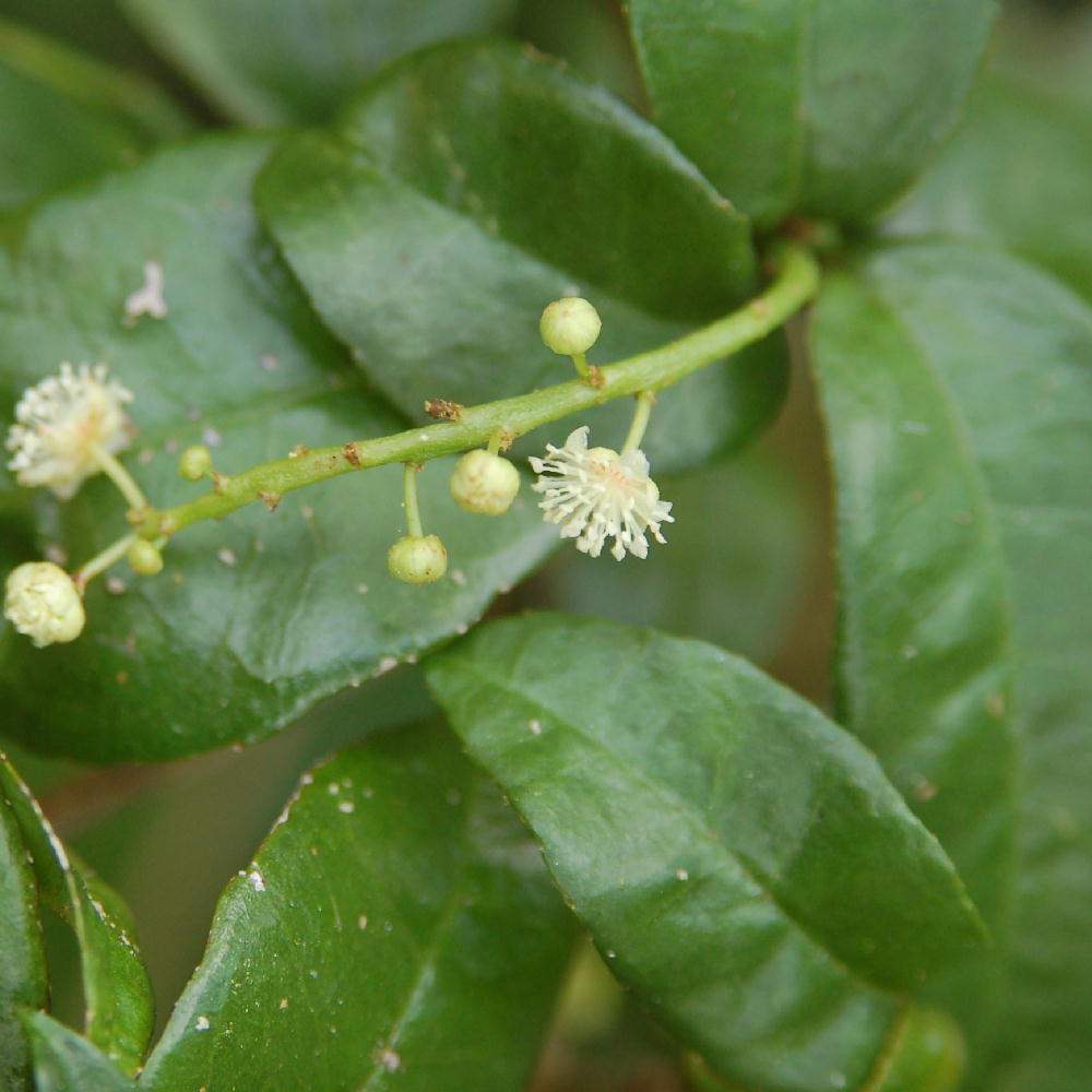 Croton lucidus male