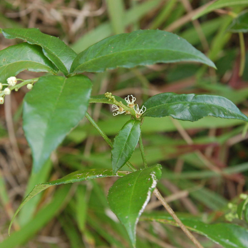 Croton lucidus plant