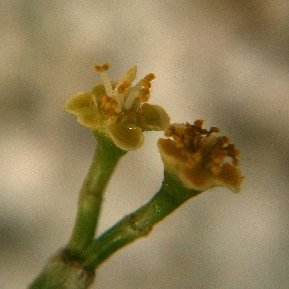 Staminate flower