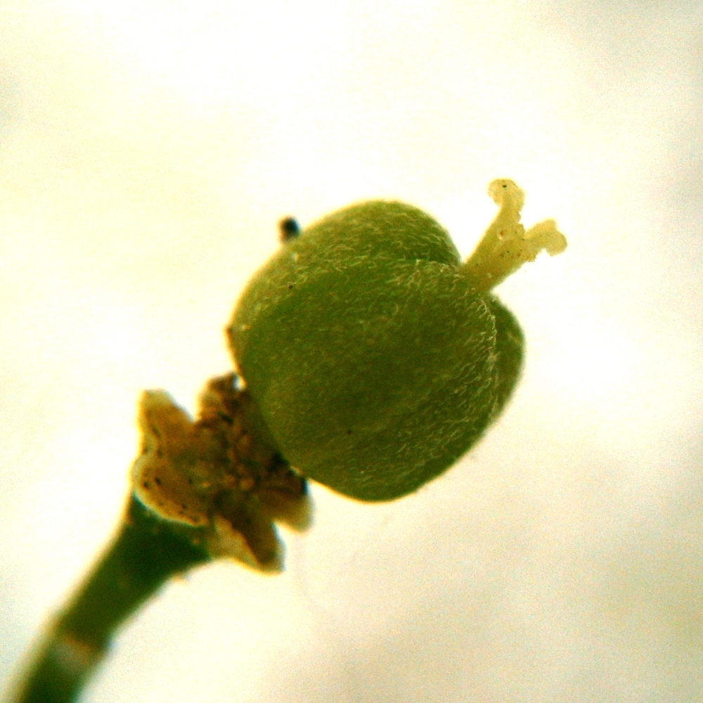 Flower in fruit