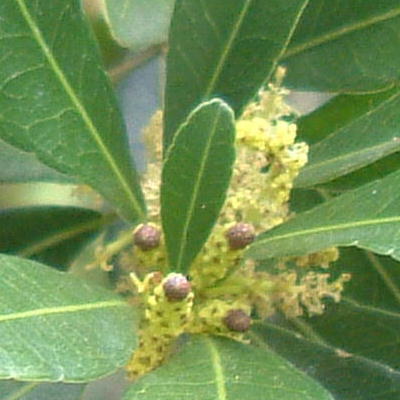 The female inflorescence is at the end of the long pedicel