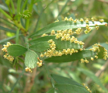 Leaf in bloom