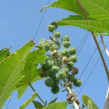 Castor-oil Plant