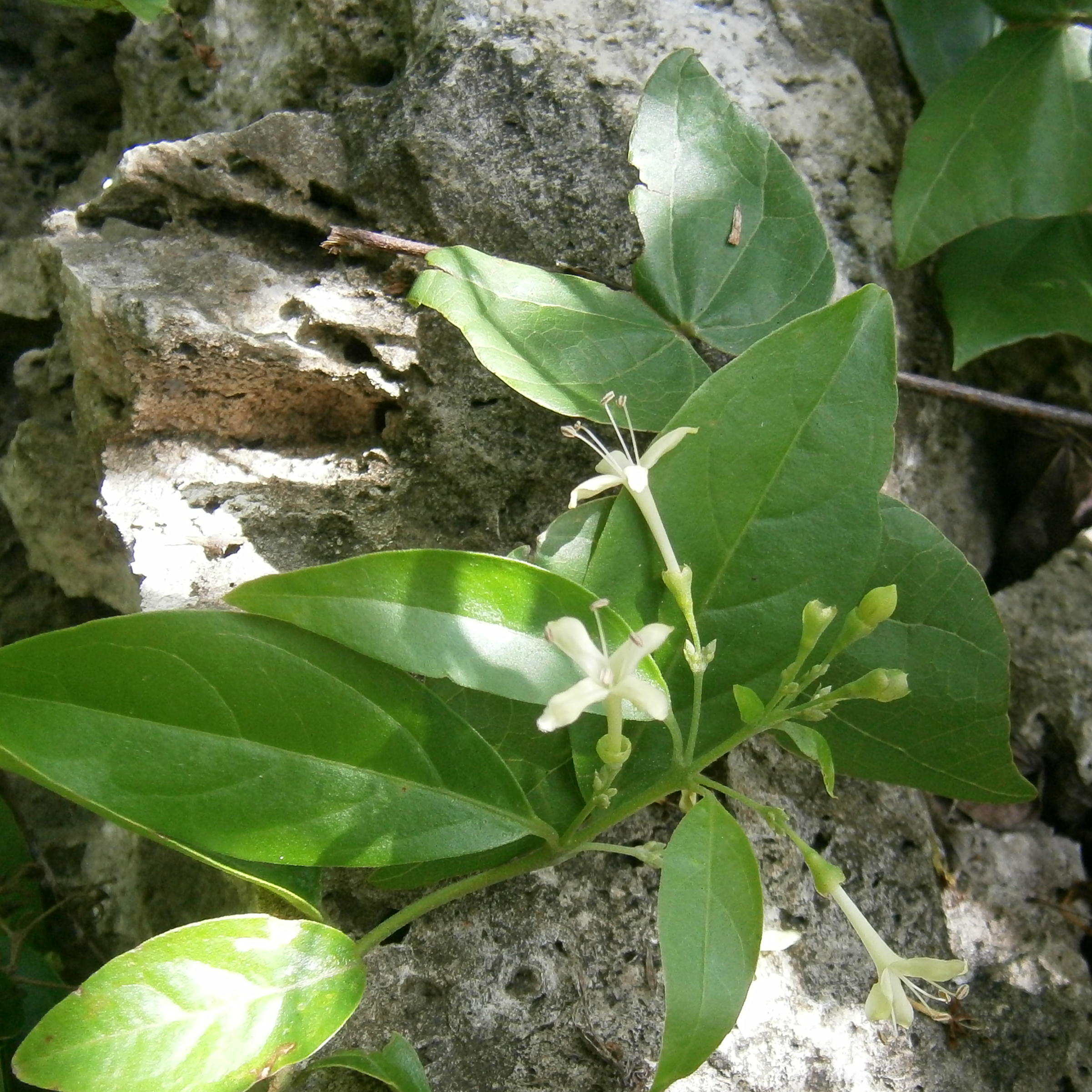 Staminate flower (Male)