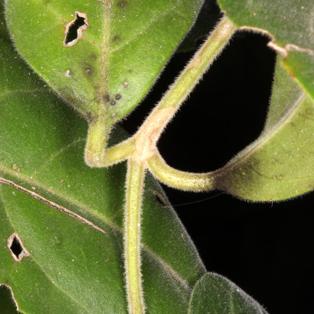 Pilose / tomentose leaves