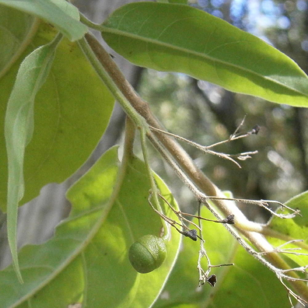 Male in fruit