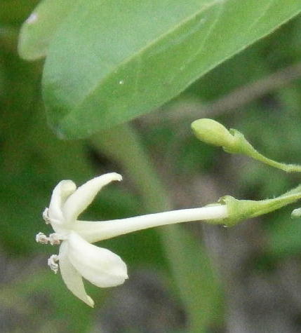 Male flower