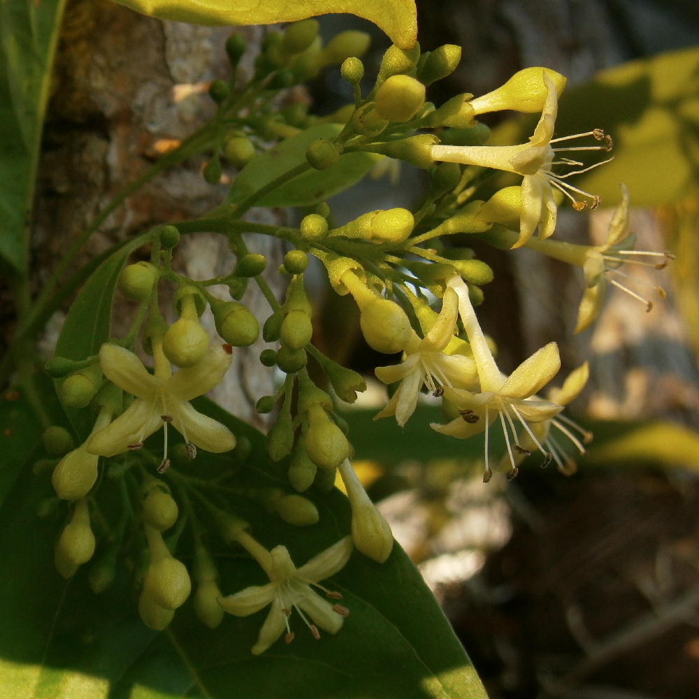 A pistillode flower on a dioecious plant