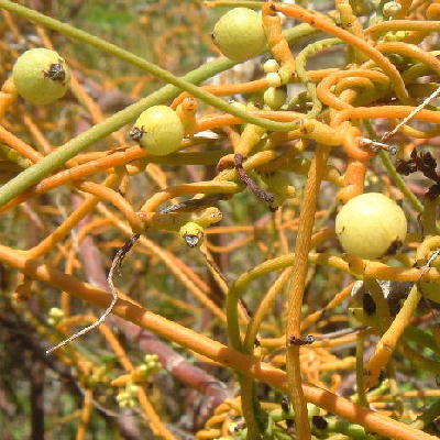 Cassytha filiformis fruits