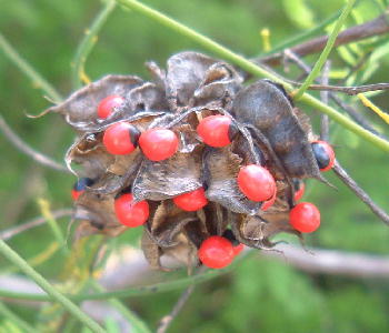 Fruit & Seeds