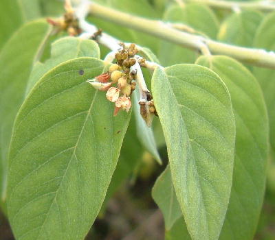 Dalbergia ecastaphyllum in bloom