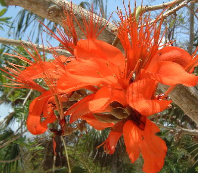 Erythrina velutina Blooms in March