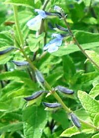 Salvia caymanensis 