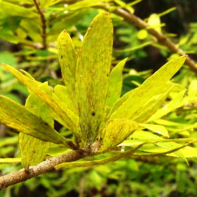 Stinging malpighiaceous hairs