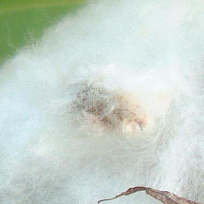 Hairy seed