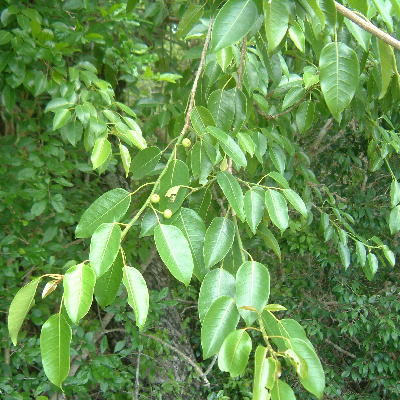 Fruits on long peduncles