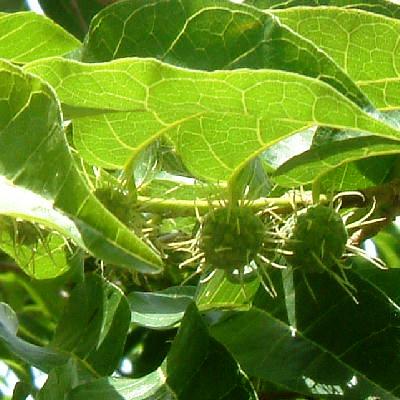 Fruits of female plant