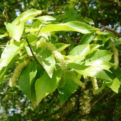 Male flowers