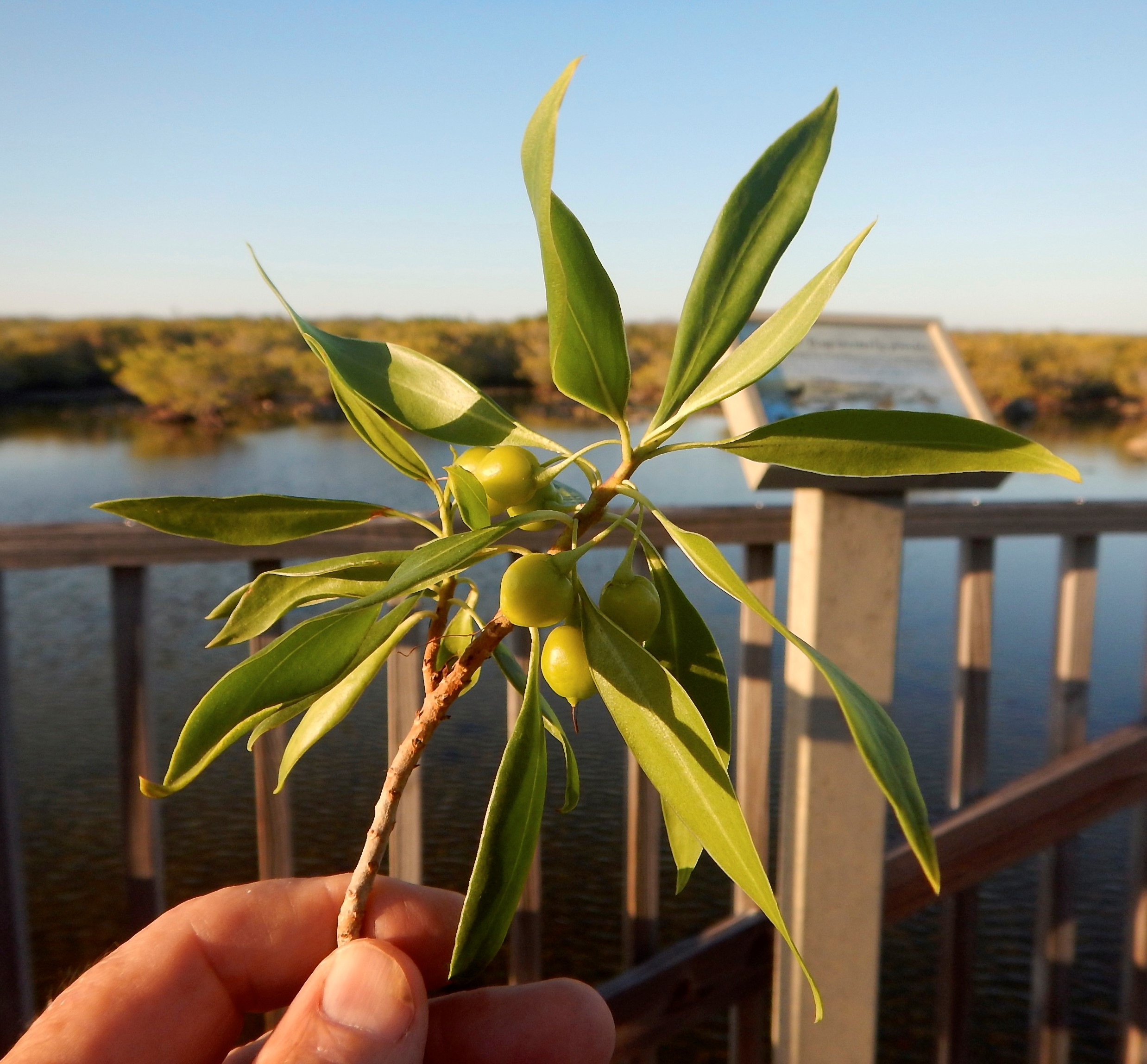 Bontia daphnoides fruits