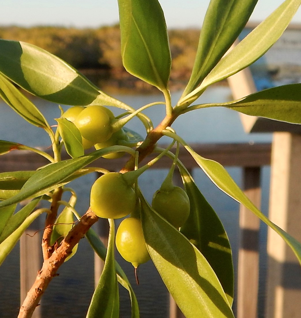 Bontia daphnoides