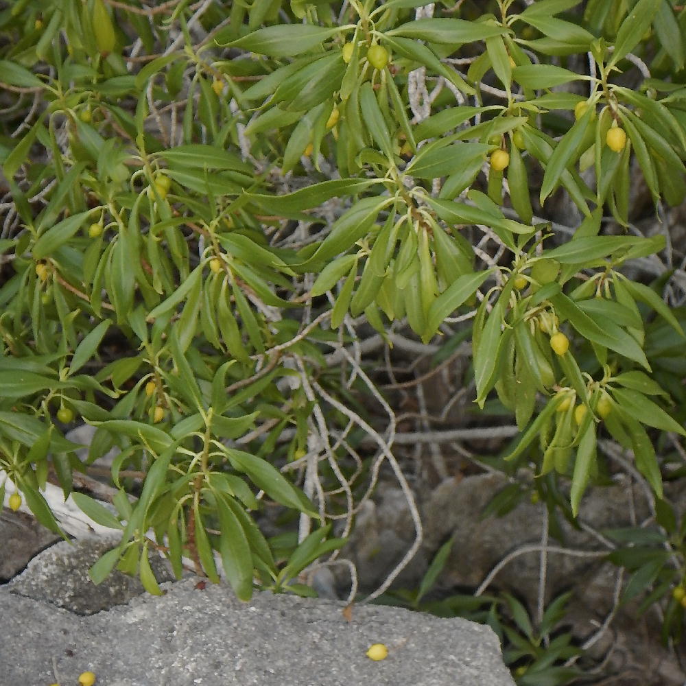 Bontia daphnoides