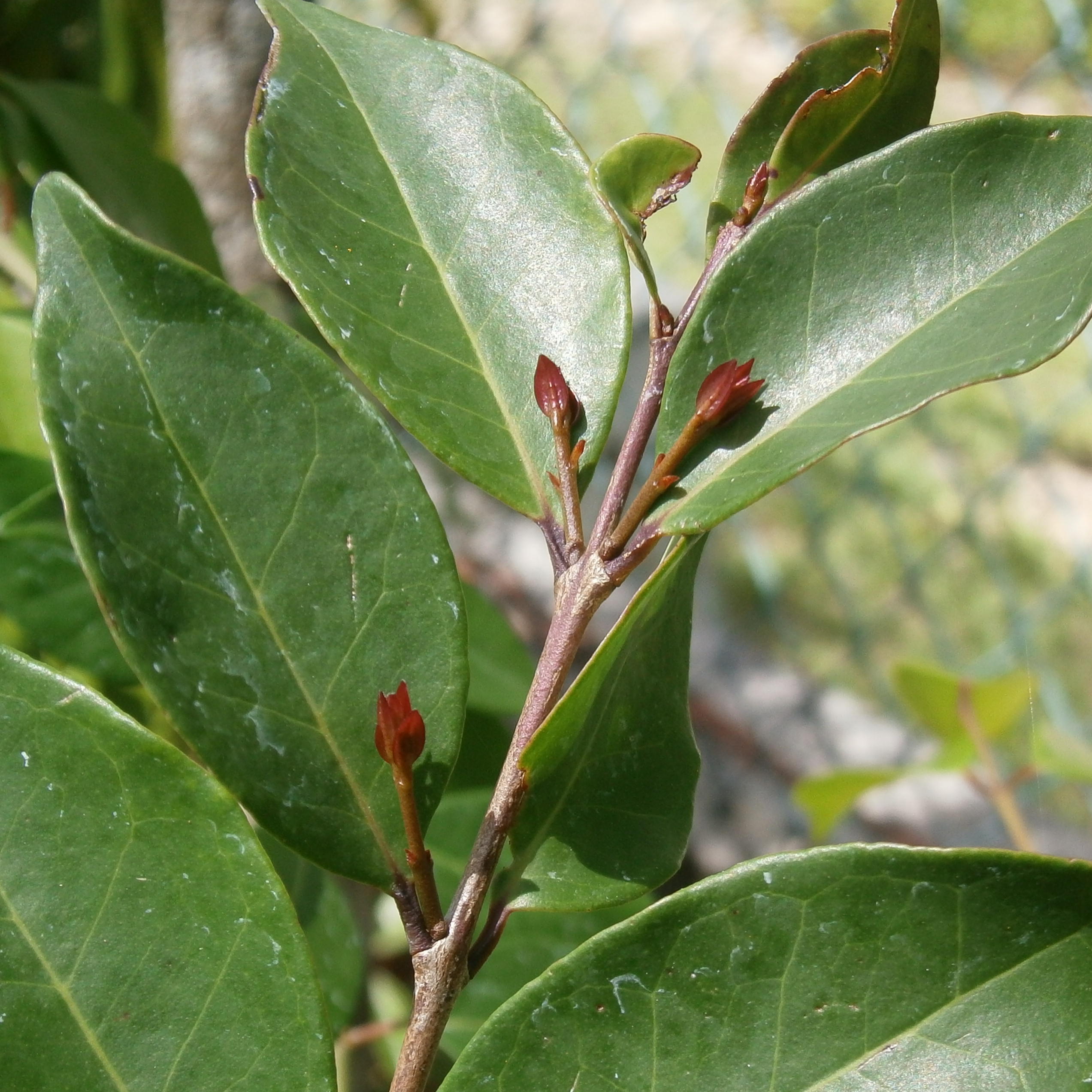 New stem growth