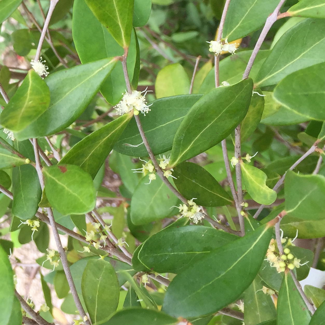 Eugenia foetida blooms