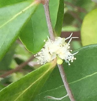 Very small blooms