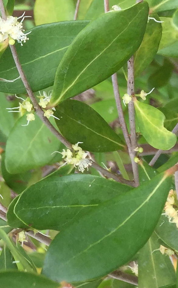 Pli-veined leaves