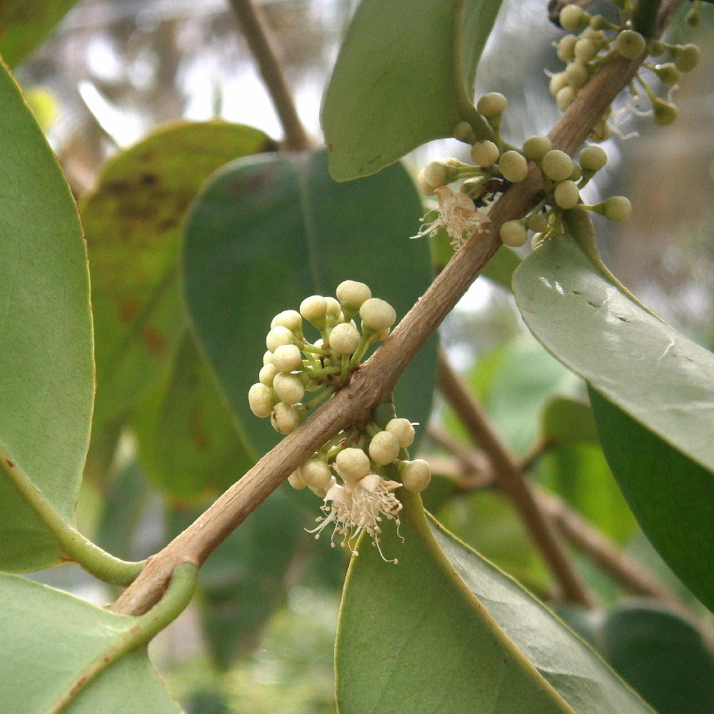 Blooms