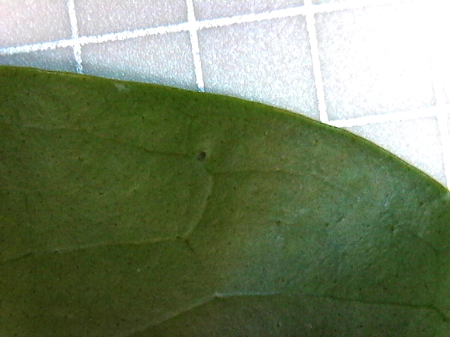 Leaf non revolute