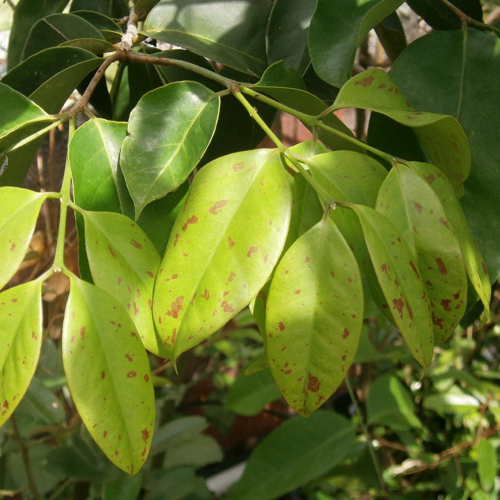 Variegated leaves