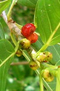 Ficus aurea MORACEAE Wild Fig; Strangler 