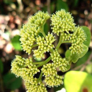 Female inflorescence