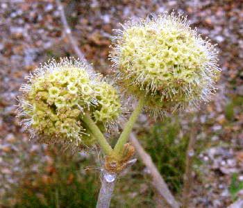 Male inflorescence