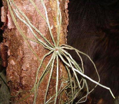 This Orchid has no leaves