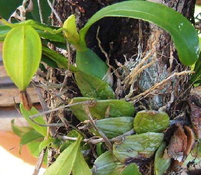 Seed pod