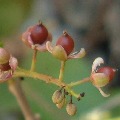 Young fruit