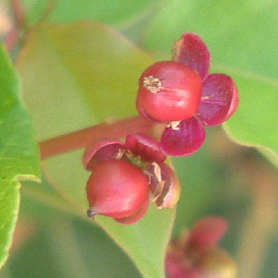 Mature fruit