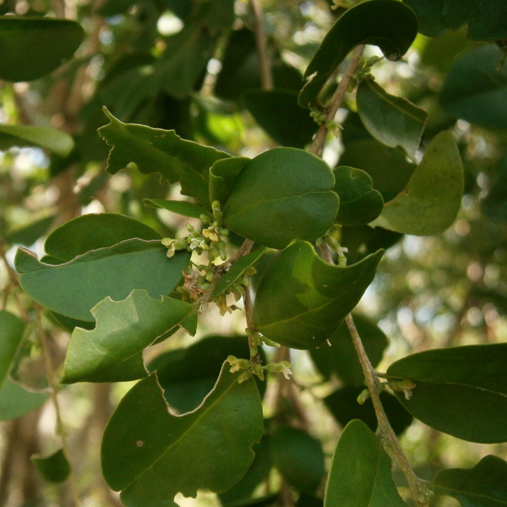 Badiera propinqua 