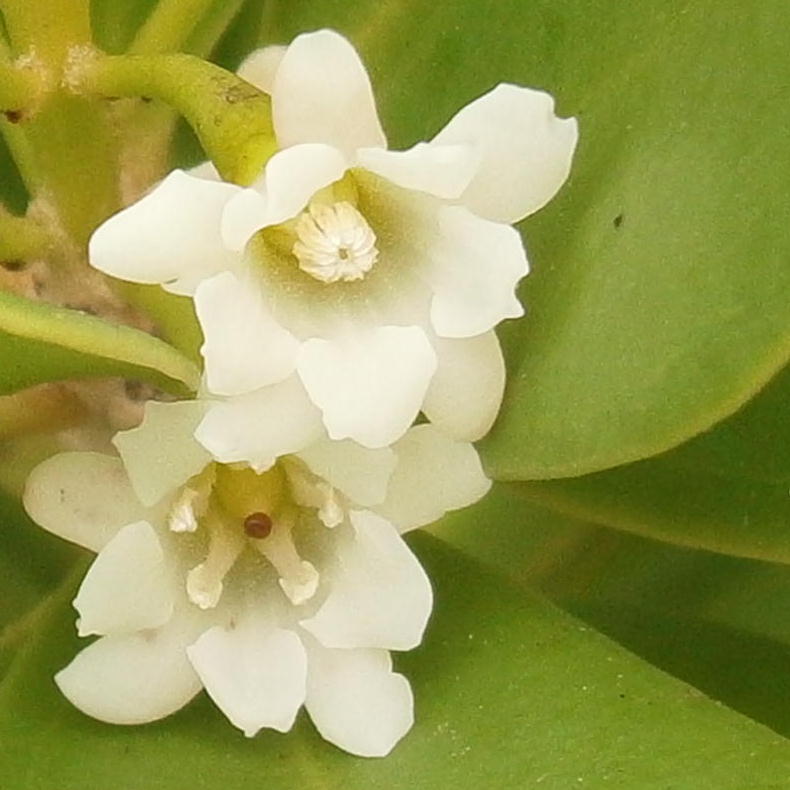 Wash Wood blooms close up