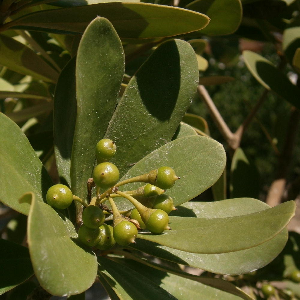 Wash Wood Fruits