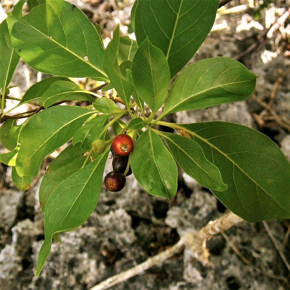 Psychotria microdon RUBIACEAE