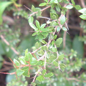 Intricately-branched shrub