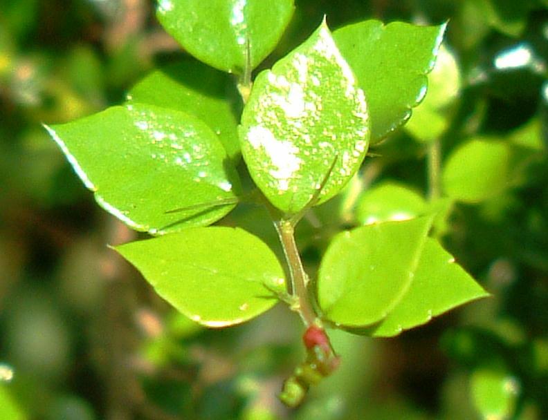 Toothed & acute apex leaf armed with a simple straight spine in the leaf axil