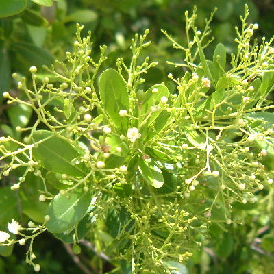 Hypelate trifoliata in bloom