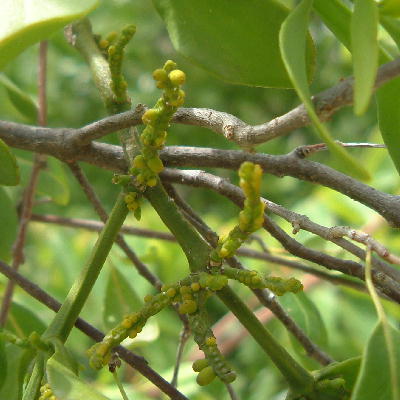 Phoradendron rubrum, Hypelate trifoliata parasite