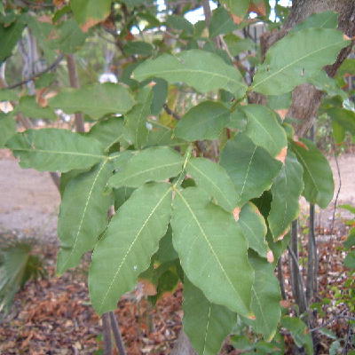 Young plant