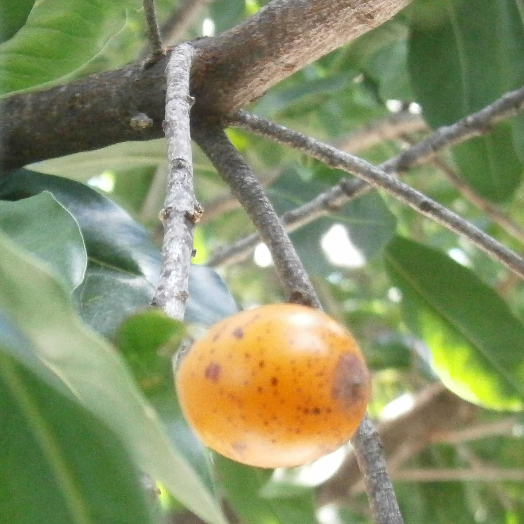 Fruit